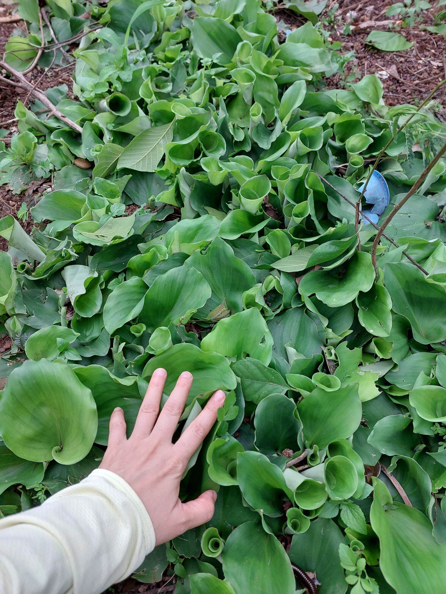 củ xá kén, địa liền tươi 500g KHÔNG LẪN CỦ NON