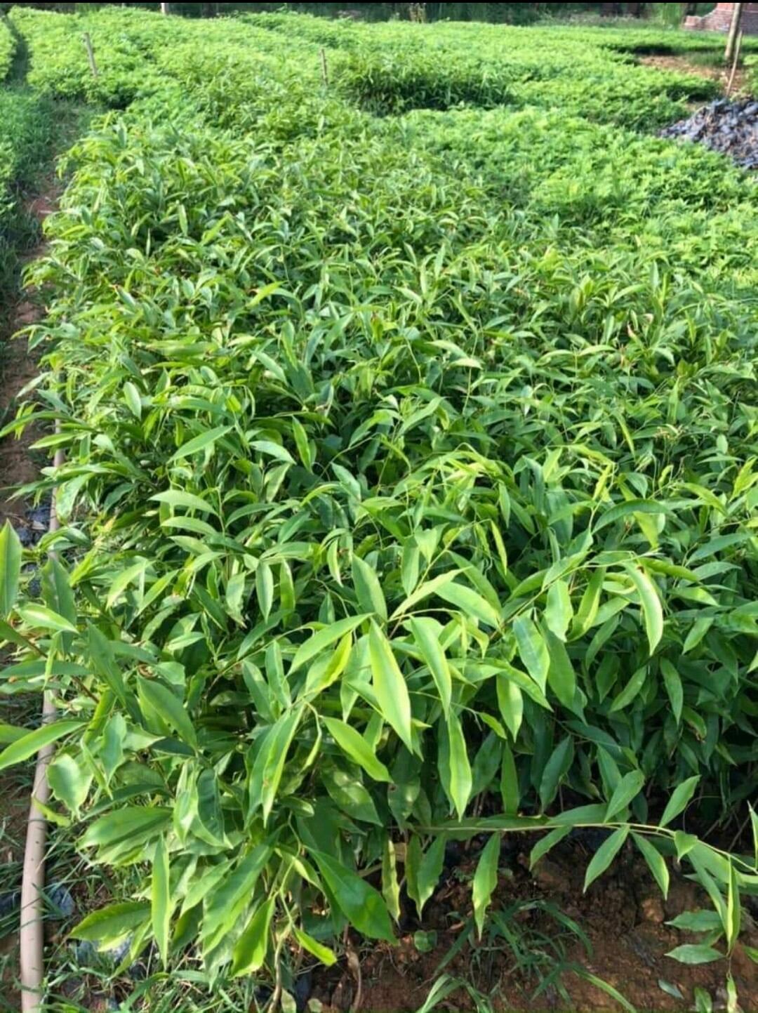 Combo 5 cây Trầm Hương - Gió Bầu giống