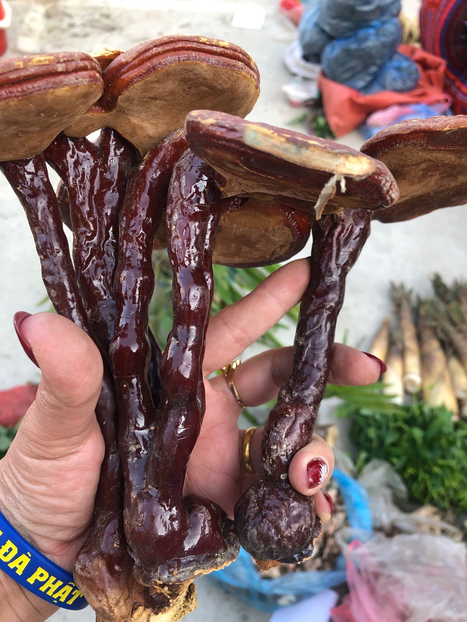 Nấm lim xanh hàng trồng 500k/kg