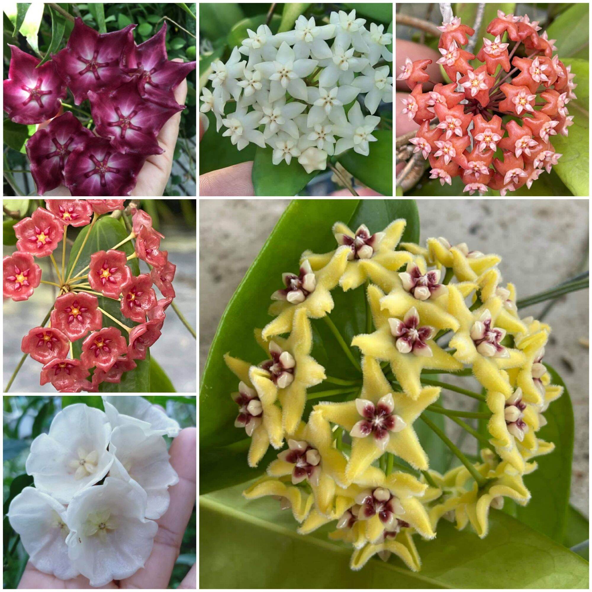 5 giống lan cẩm cù mix khác nhau
