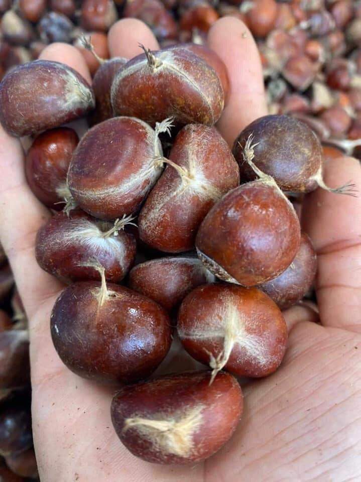 1kg Hạt dẻ tươi SAPA (hàng loại 1)