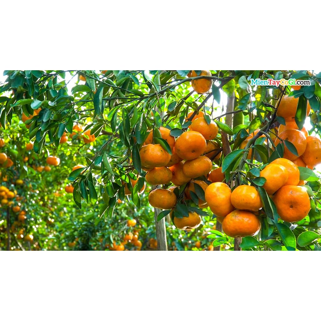 Cây giống Quýt Hồng [ Lai Vung ] siêu sớm, siêu sai. ( Trồng chậu được ).