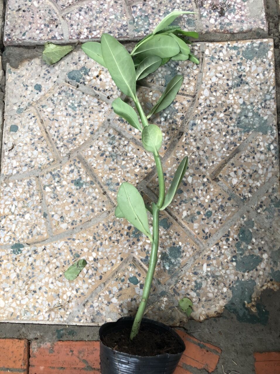 Cây Thạch Anh (cây  30_ 40 cm)