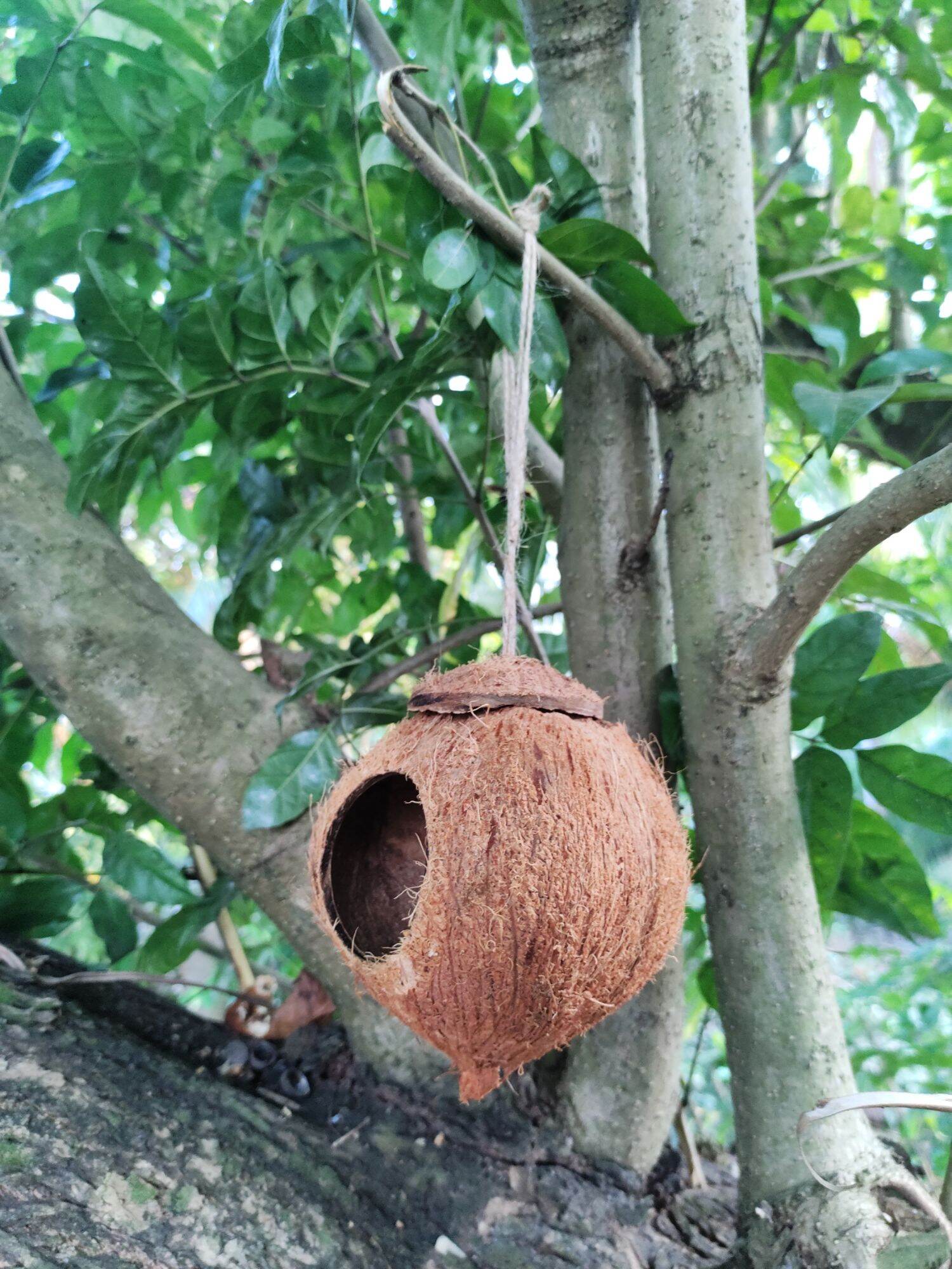 TỔ CHIM, SÓC, THÚ CƯNG BẰNG GÁO DỪA (KHOAN BỤNG GÁO)