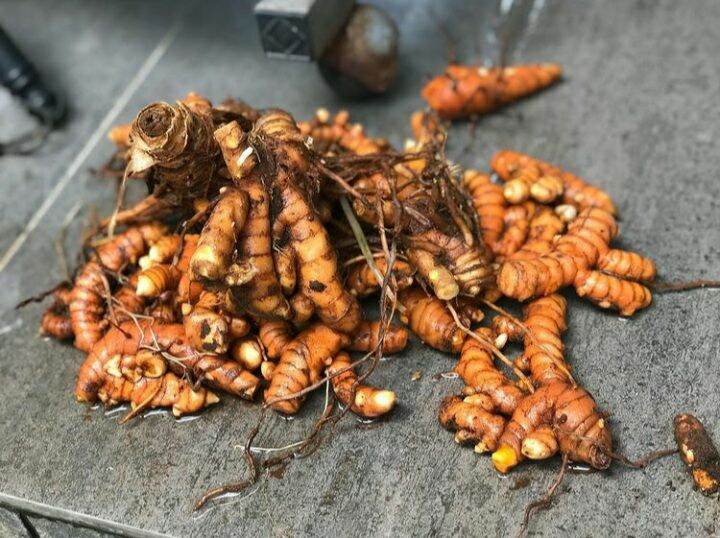 Củ nghệ tươi - 500g