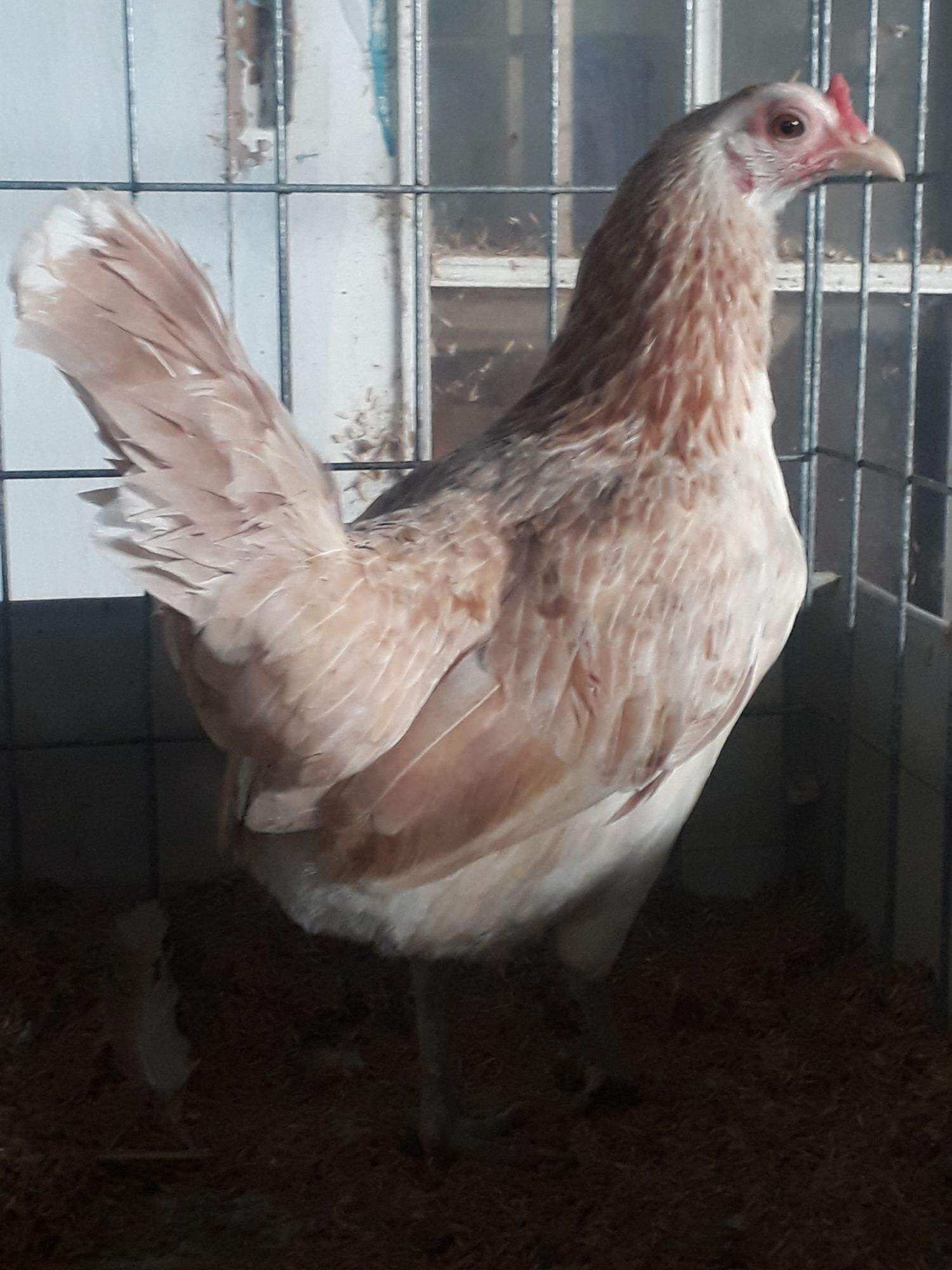 GÀ TRE MỸ RẶC ,10 TRỨNG GÀ TRE MỸ ẤP NỞ CON GIỐNG .TRẠI GÀ TRE MỸ THÀNH ĐÔNG LONG AN.