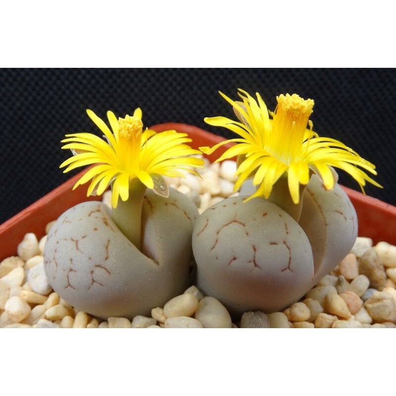 Sale 50%-sen mông trắng rất đẹp 0.6-0.8cm ,1 cây.