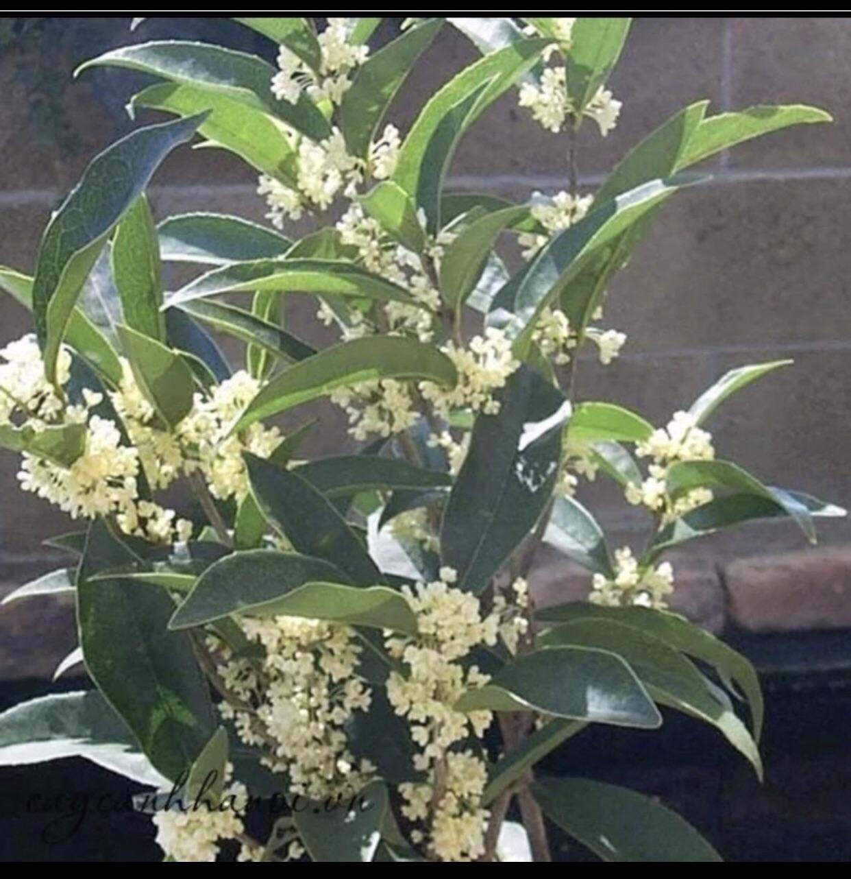 Cây giống mộc hương ta