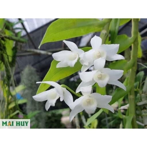 Hoa Lan Đột biến Trầm hương