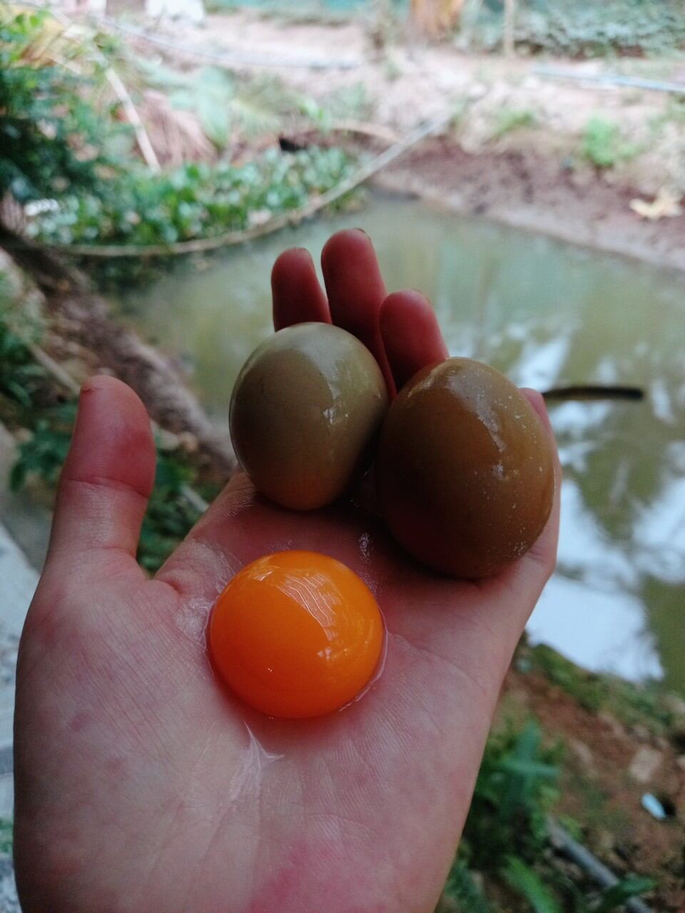Trứng chim trĩ ăn combo 20 trứng