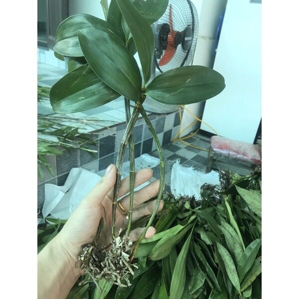 Hoa Lan kiều tím(1 khóm)