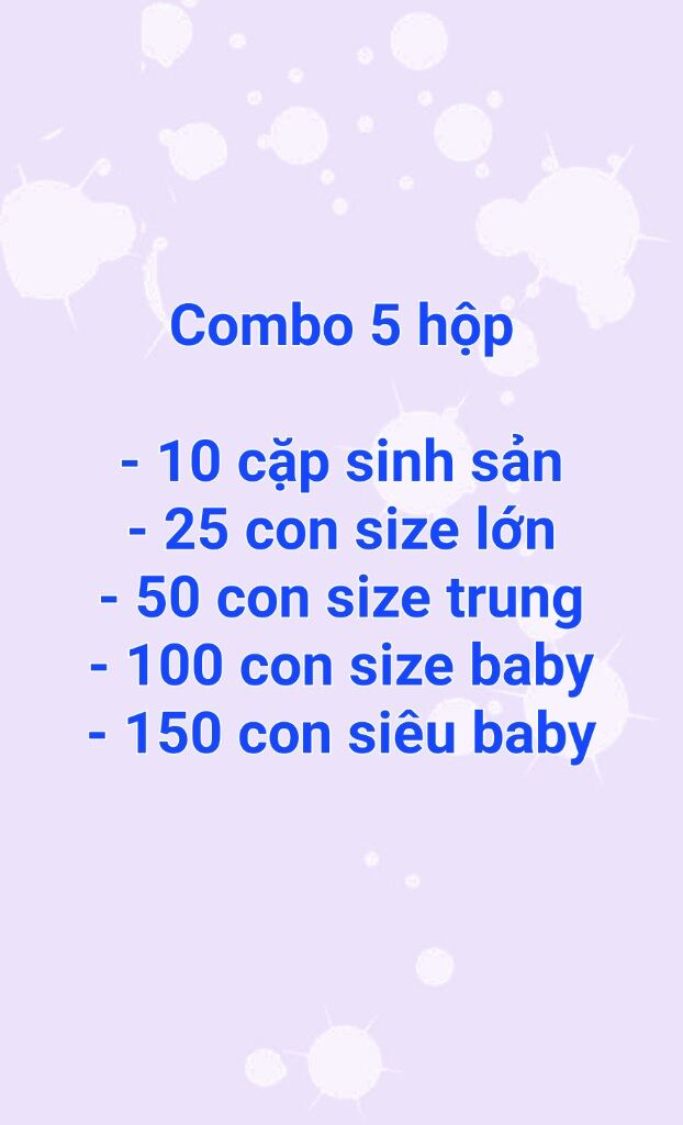 Combo tổng hợp các size gián Dubia.