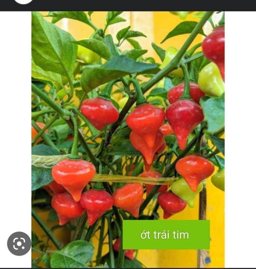 Ớt trái tim cây giống
