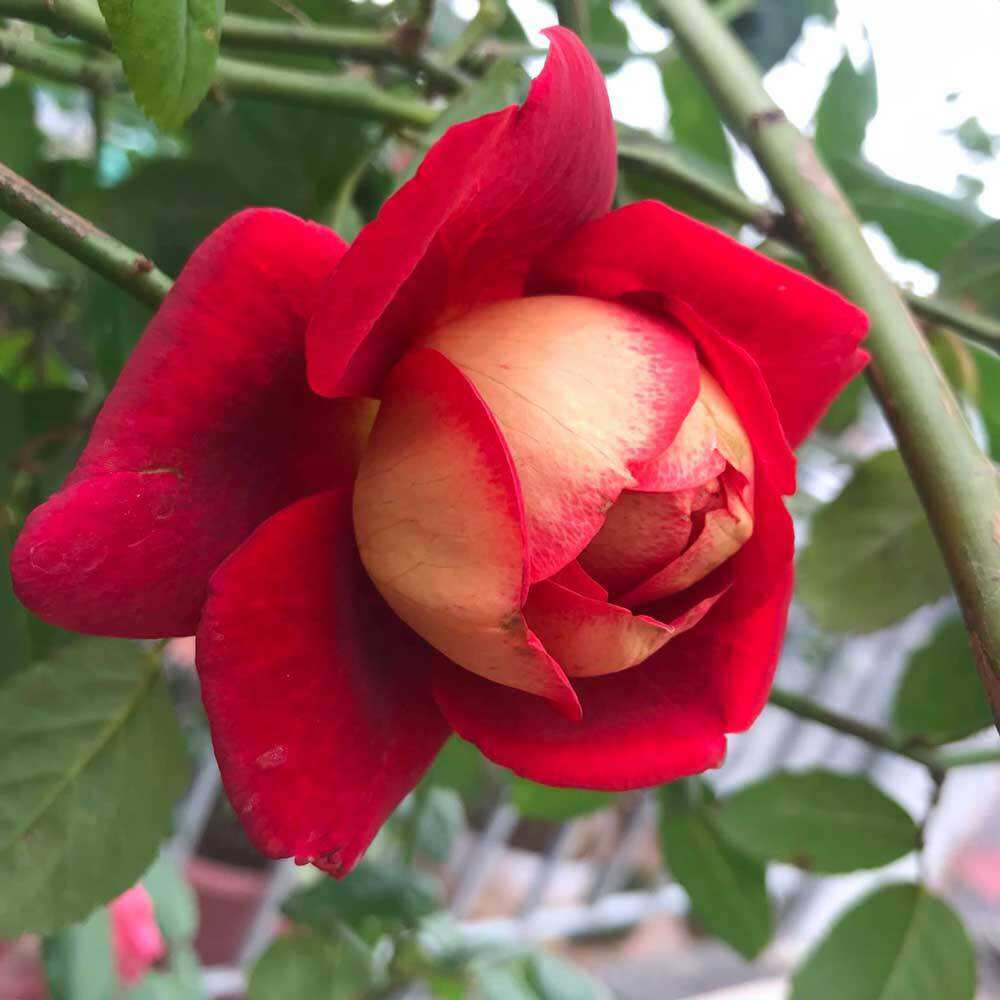 Hoa hồng bán leo Docteurs Massad Rose