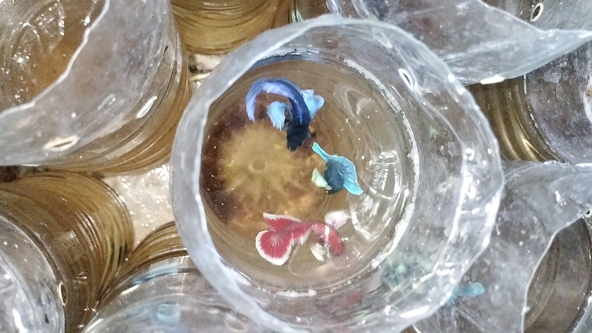 Betta dumbo combo  5 bé trống 100k