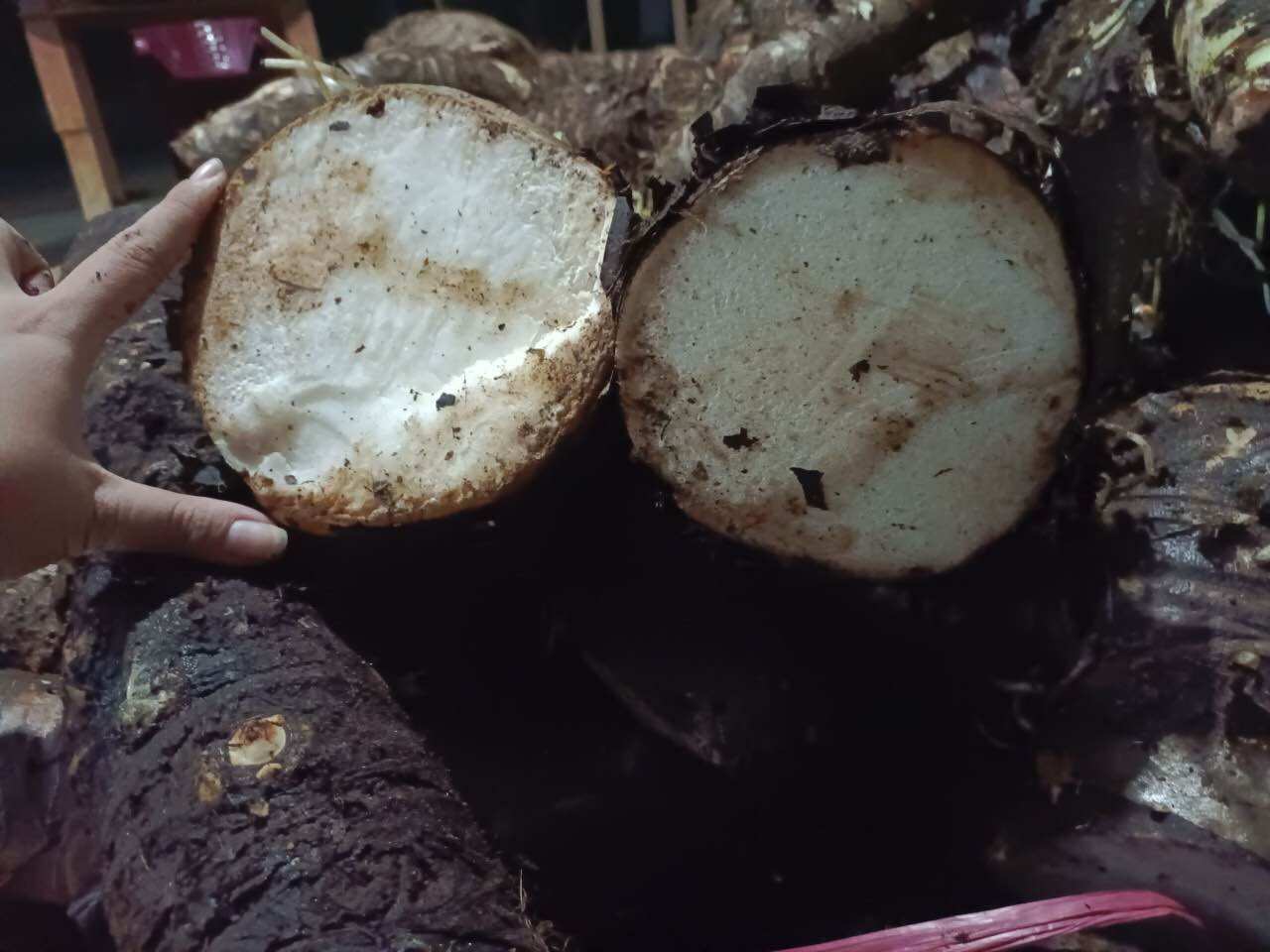 Củ bạc hà núi hàng tuyển 1kg
