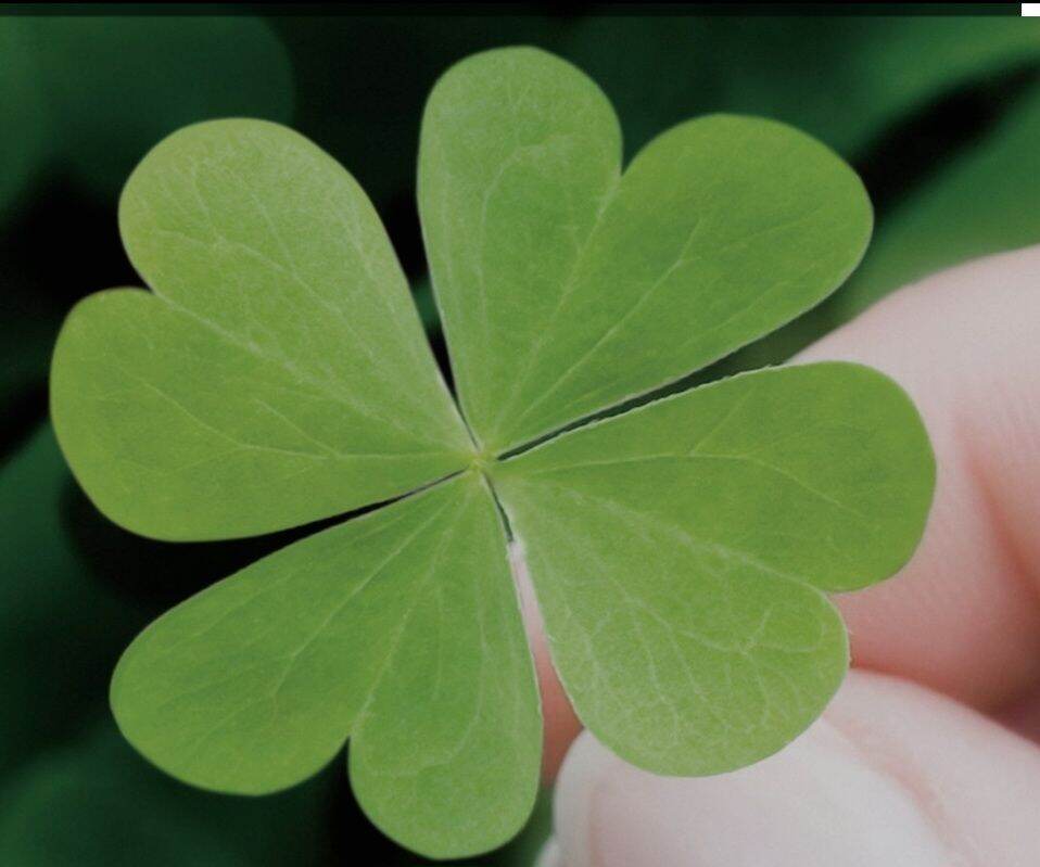 Mỹ phẩm Nhât Bản shop