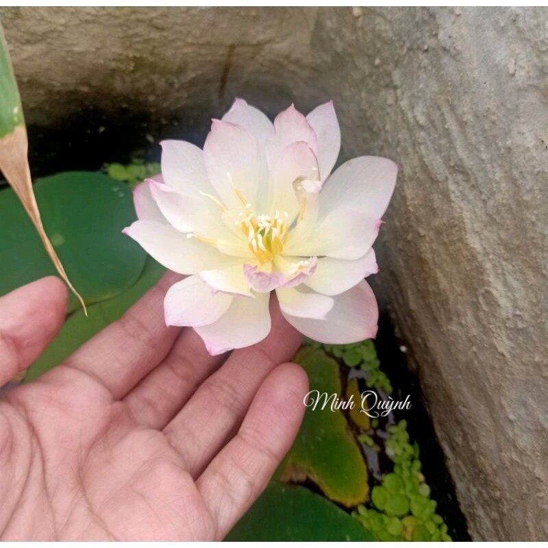 Củ sen siêu mini Rosy dot