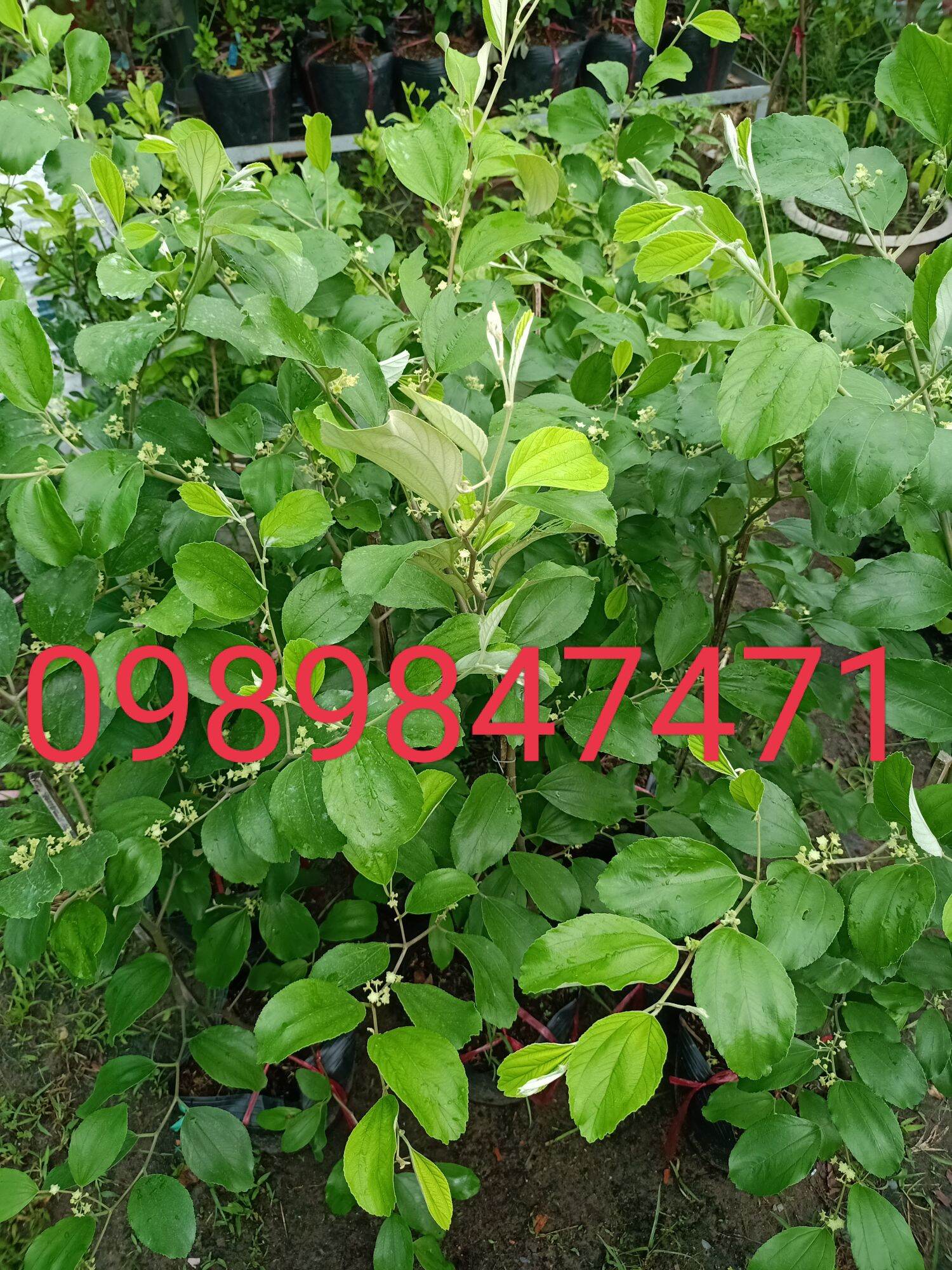 combo 2 cây táo thái đang ra hoa