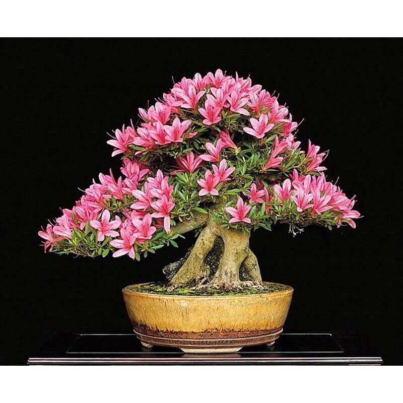 Cây giống hoa đỗ quyên (1 bầu)