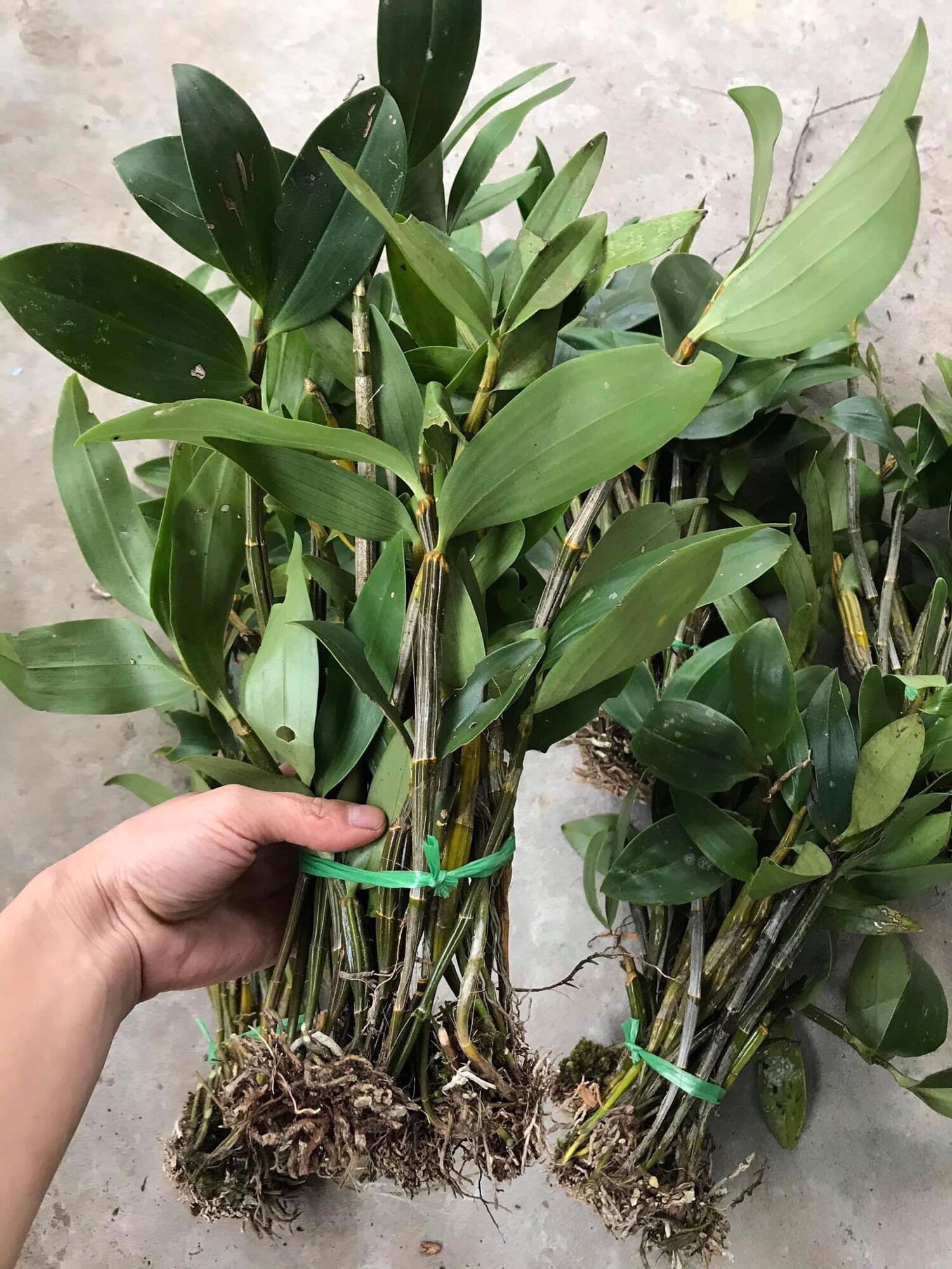 Hoa Lan kiều vàng(1 bó hình cuối)