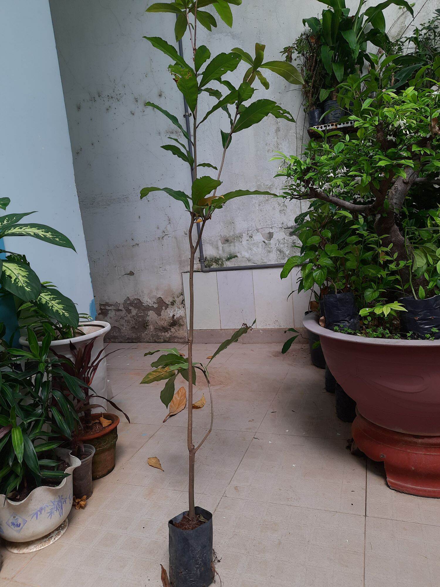 Cây giống lộc vừng hoa đỏ, cao 1m
