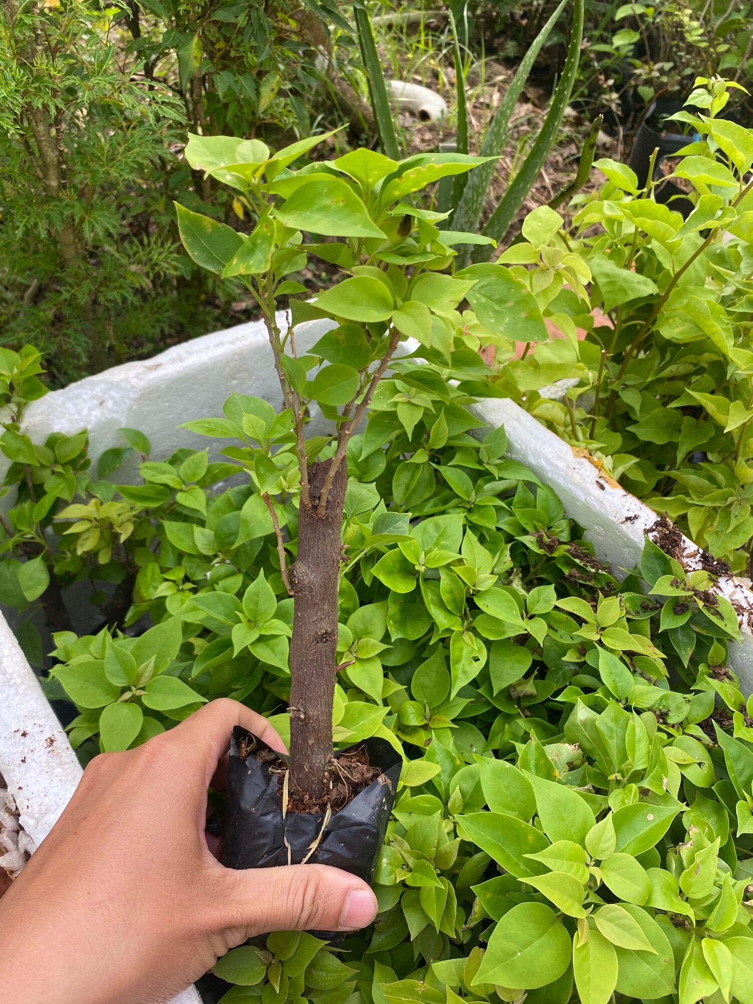 1 Hoa giấy giống mỹ ( cây giống )