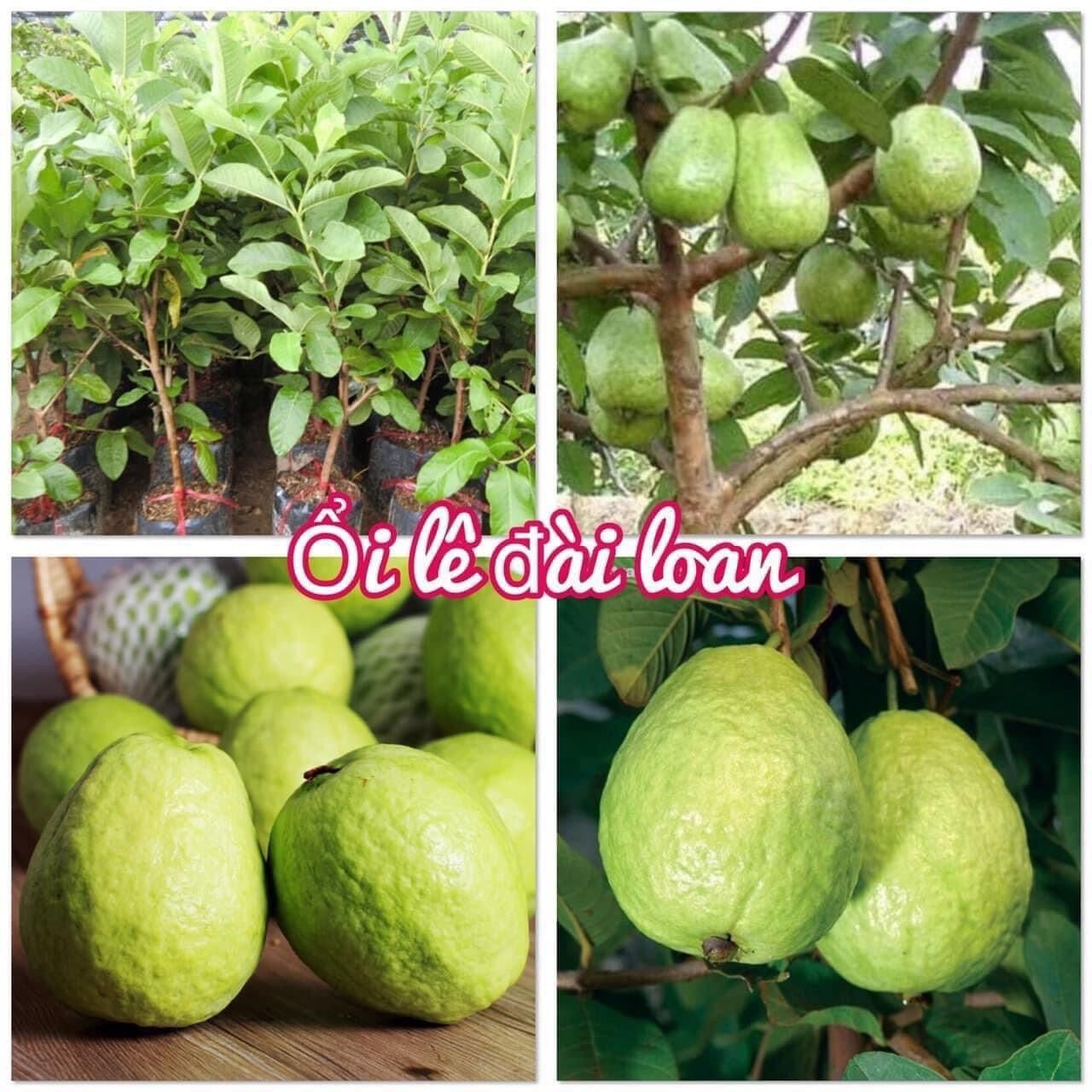 Ổi lê đài loan