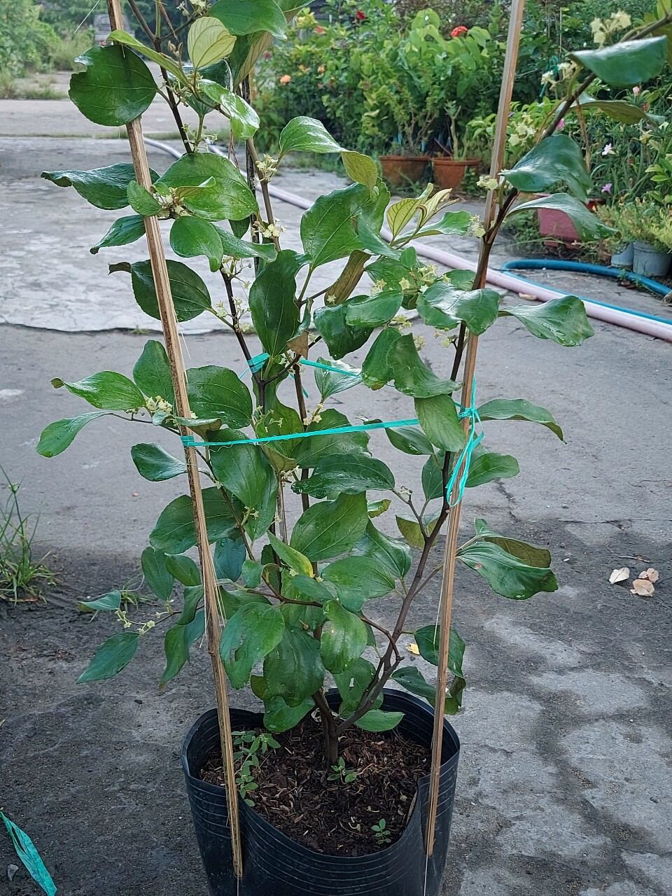 cây táo thái