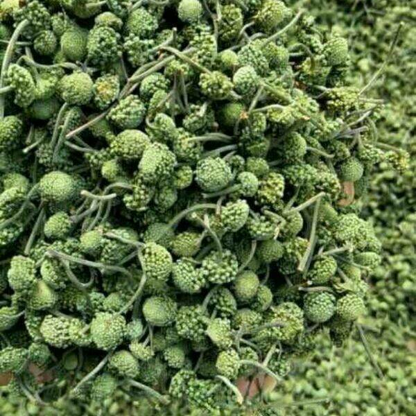 250g nụ tam thất bao tử