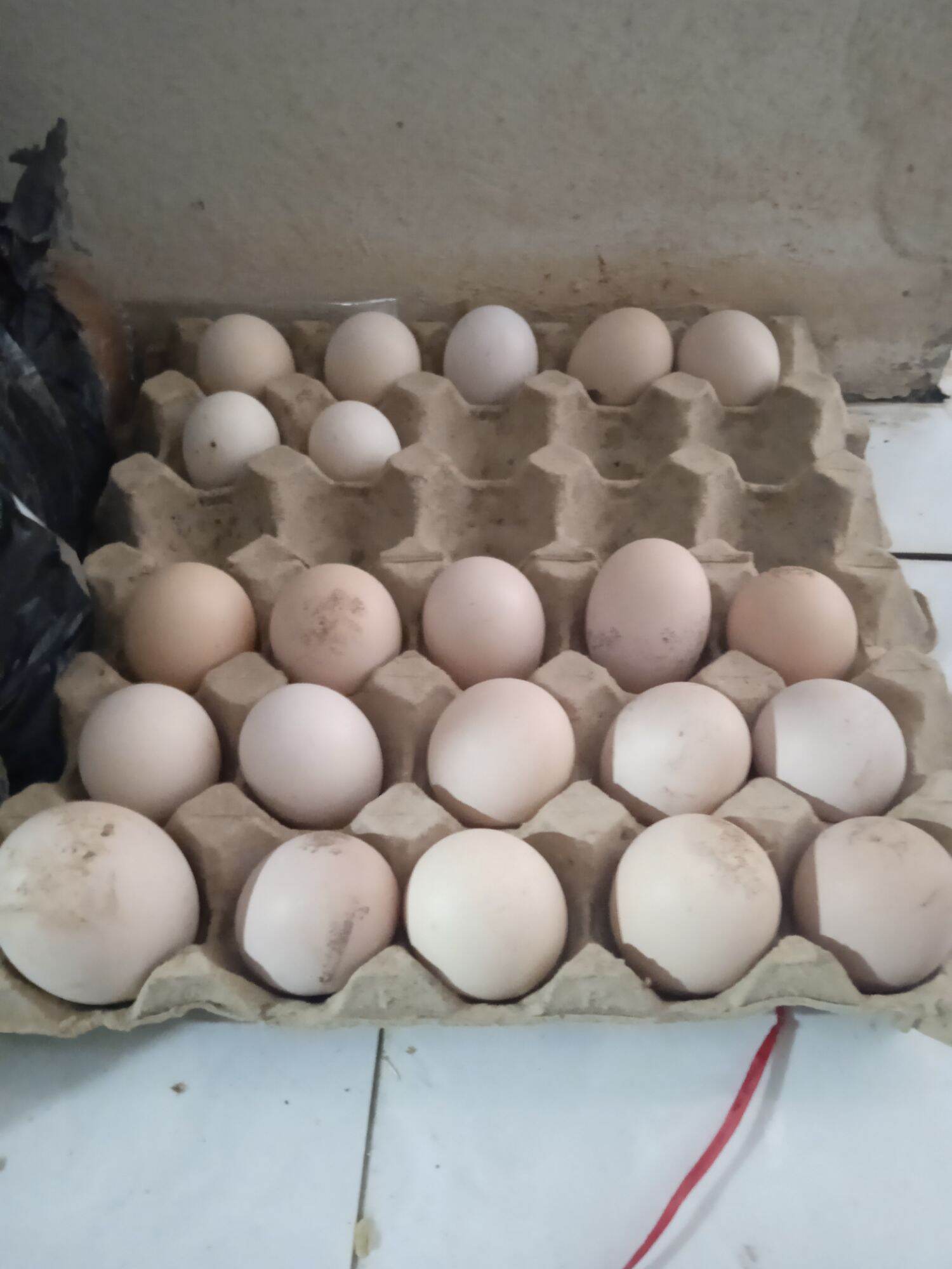 Trứng gà chọi gà đòn để ấp bảo hành nứt vỡ không bảo hành nở