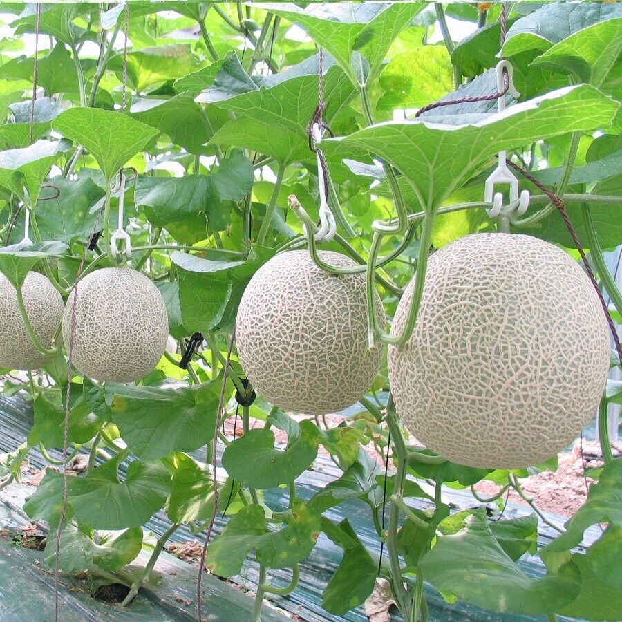 Hạt giống dưa lưới