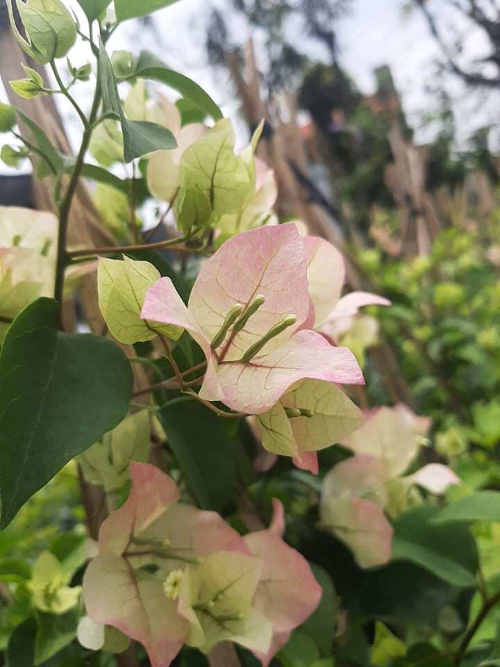 _ Cay Kieng Cong Trinh_ Cay Hoa Giay Phot Hong Sakura sieu ben hoa,