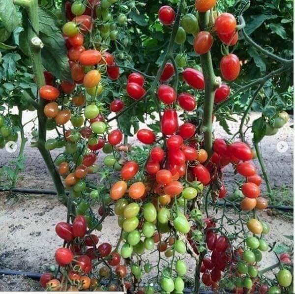 Hạt cà chua cherry gói 0,1 gram