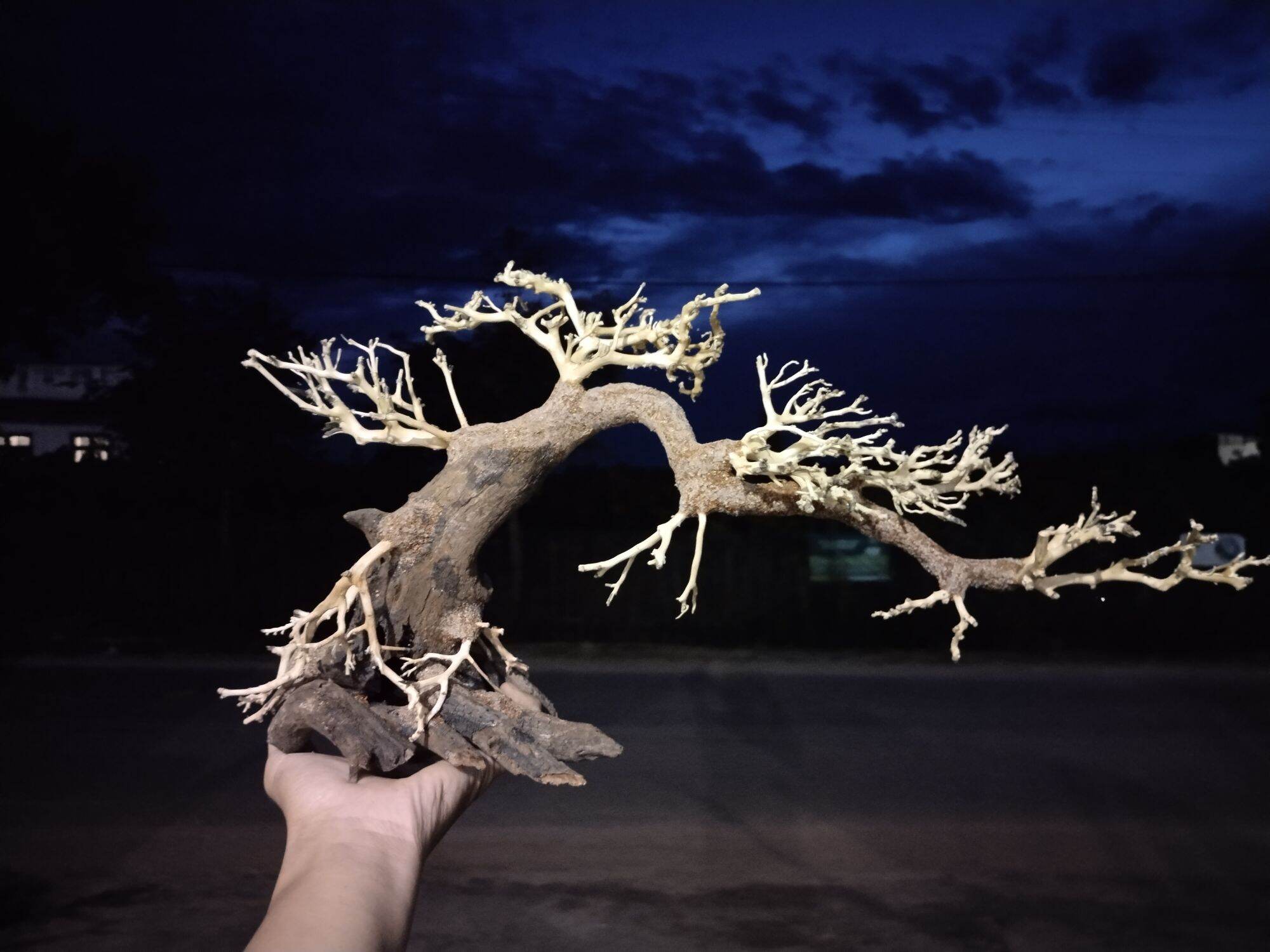 Lũa bonsai thủy sinh mini cho hồ cá 10 x 15 cm
