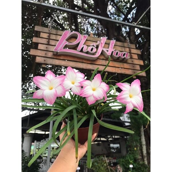 Củ Hoa Huệ mưa ngoại(10 củ ) HOA TẾT