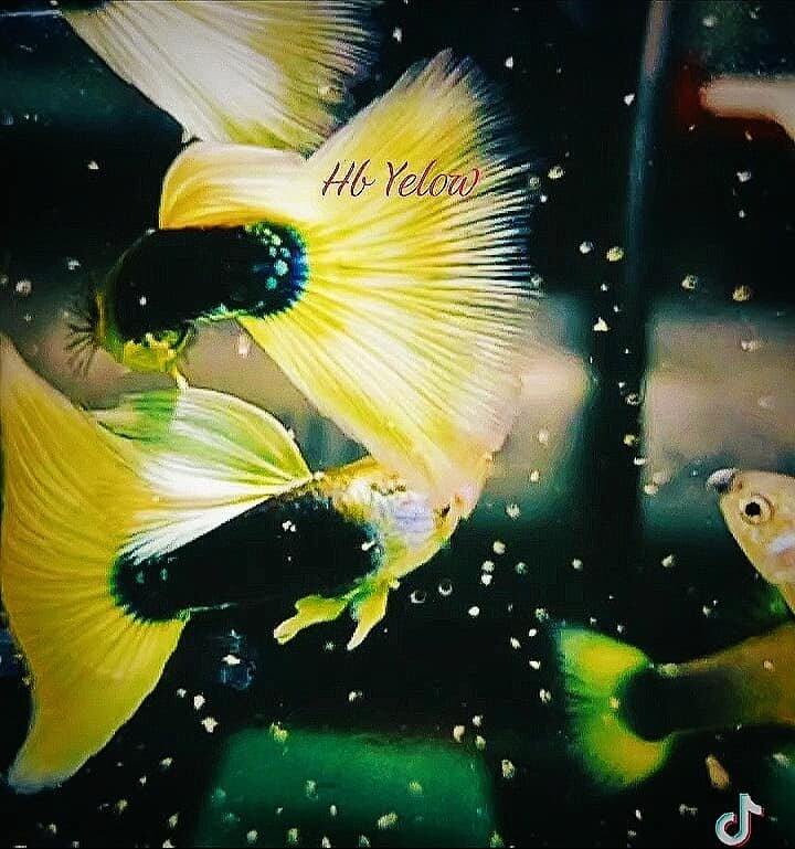 Hb yellow - 7 màu đẹp trang trí