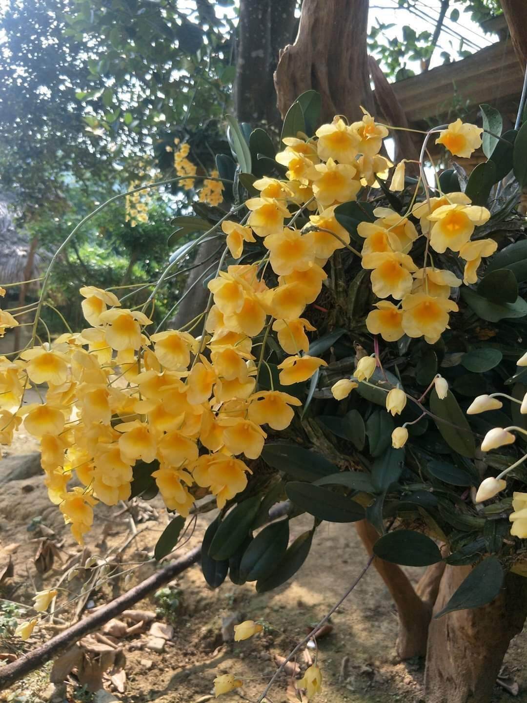 Combo 2 bó Lan Vảy Rồng