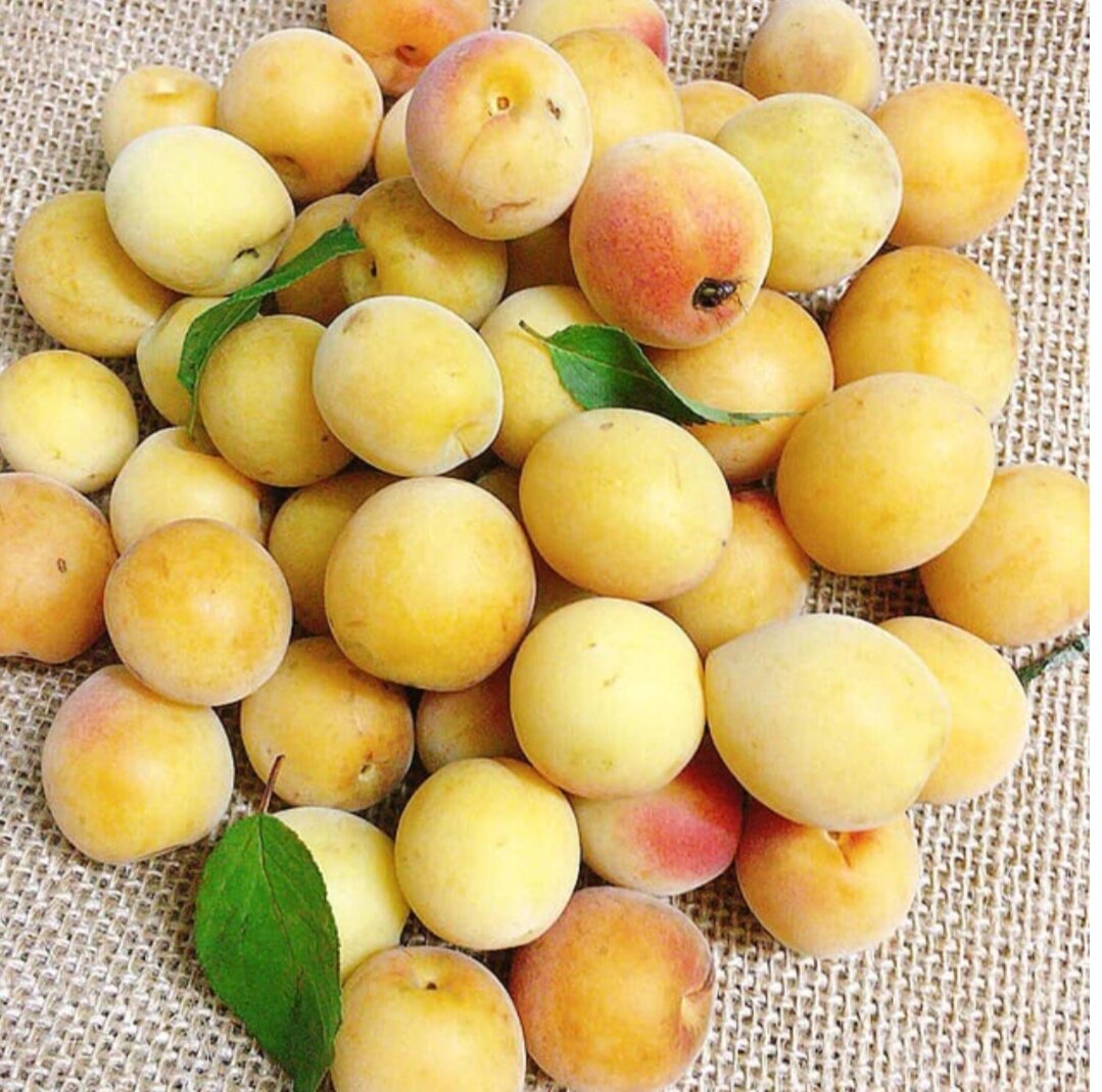 Mơ ngâm đường phèn hũ 1 kg