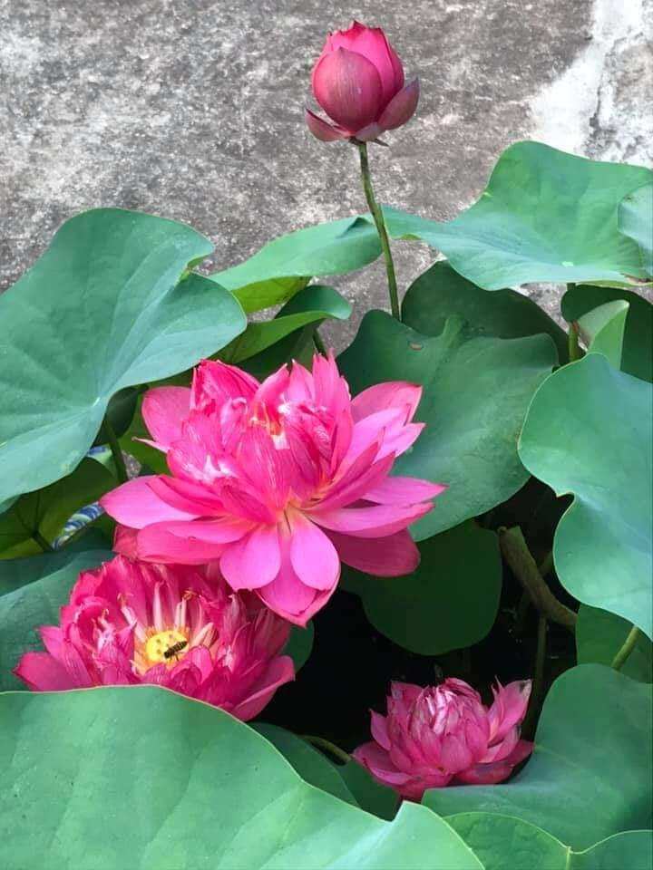 củ sen đỏ huyết