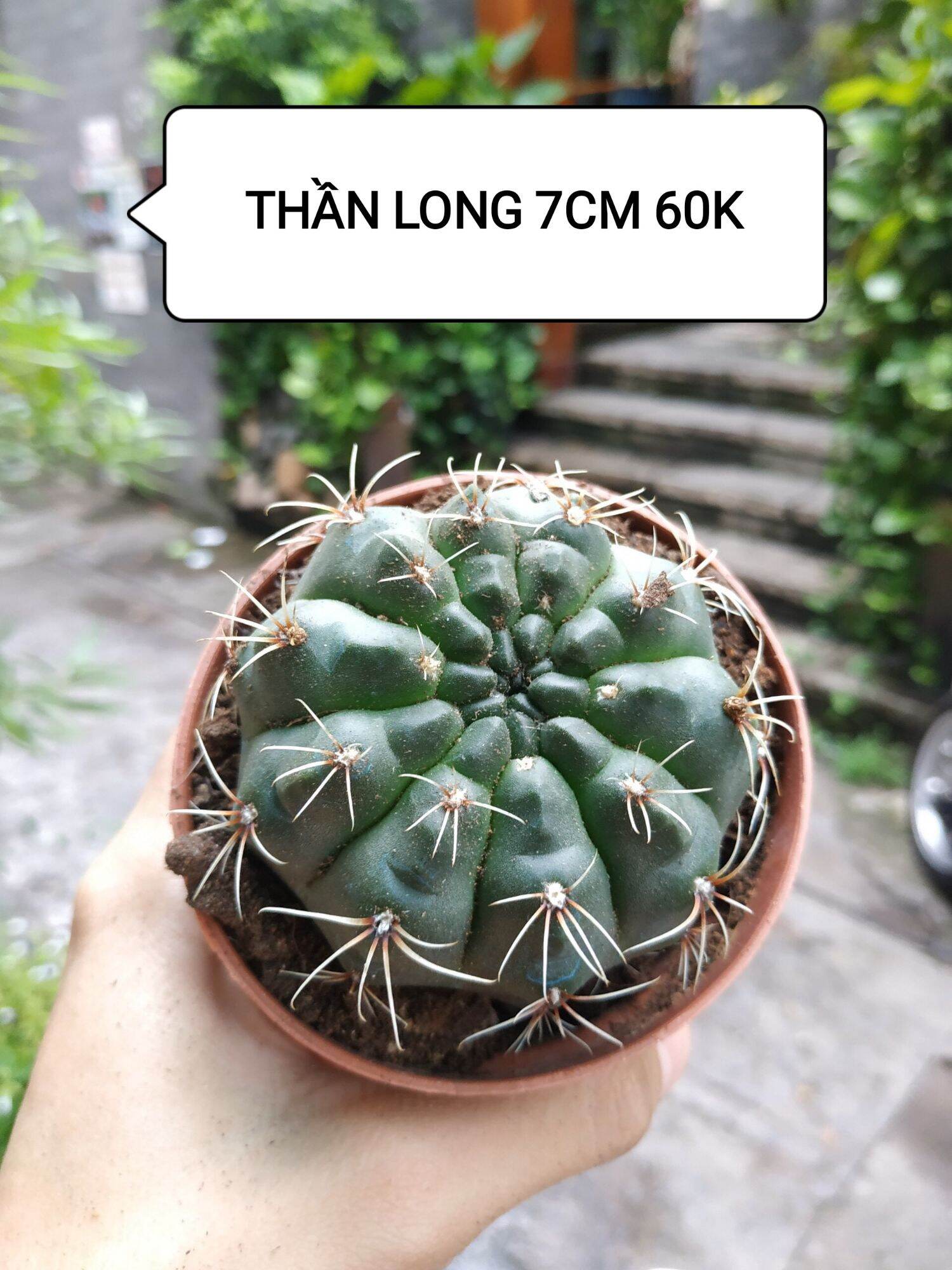 Xương rồng THẦN LONG