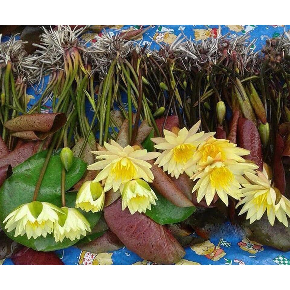 [ Rẻ Vô Địch ] Cây hoa súng thái màu vàng