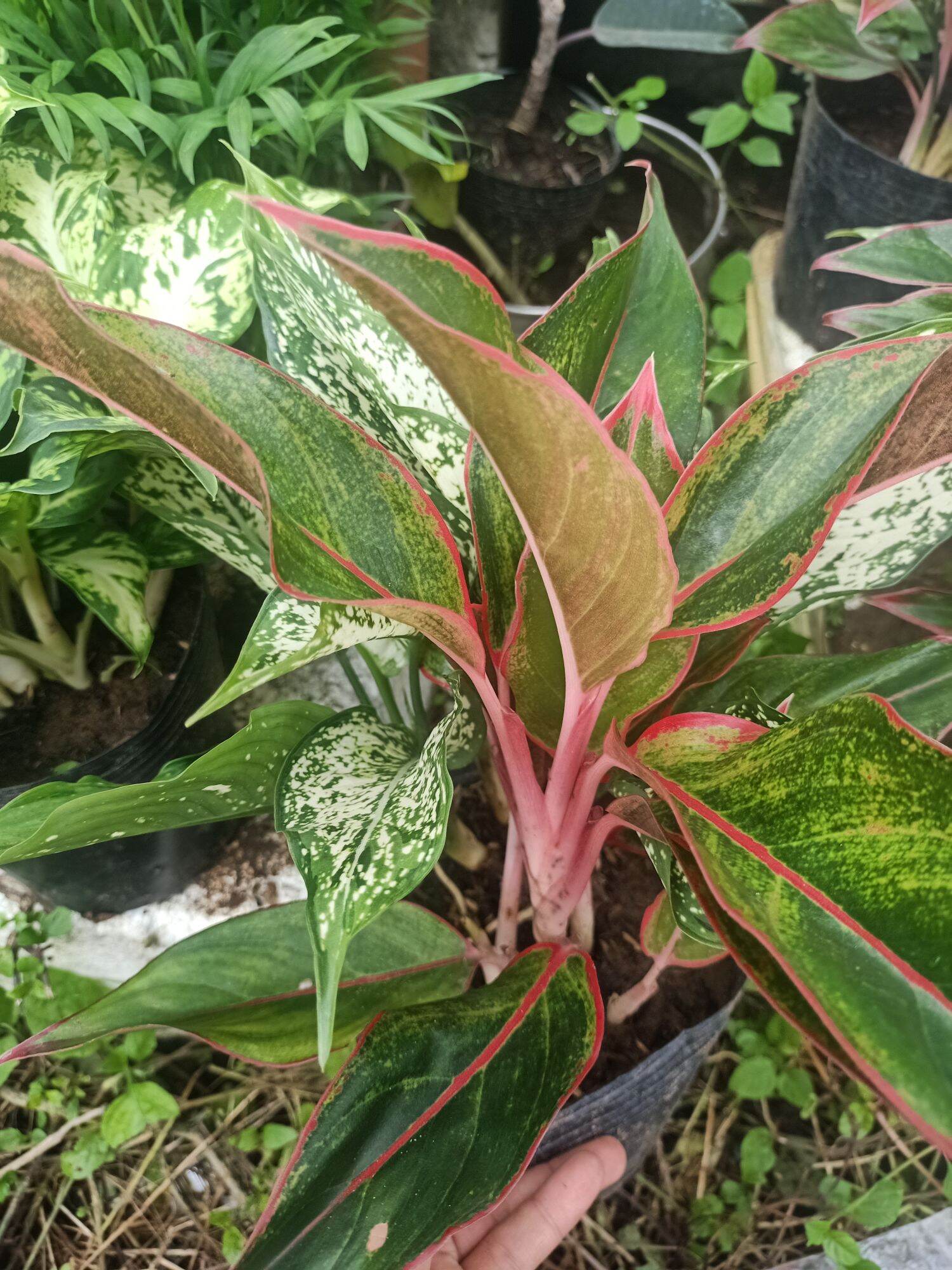 Phú quý ngọc ngân