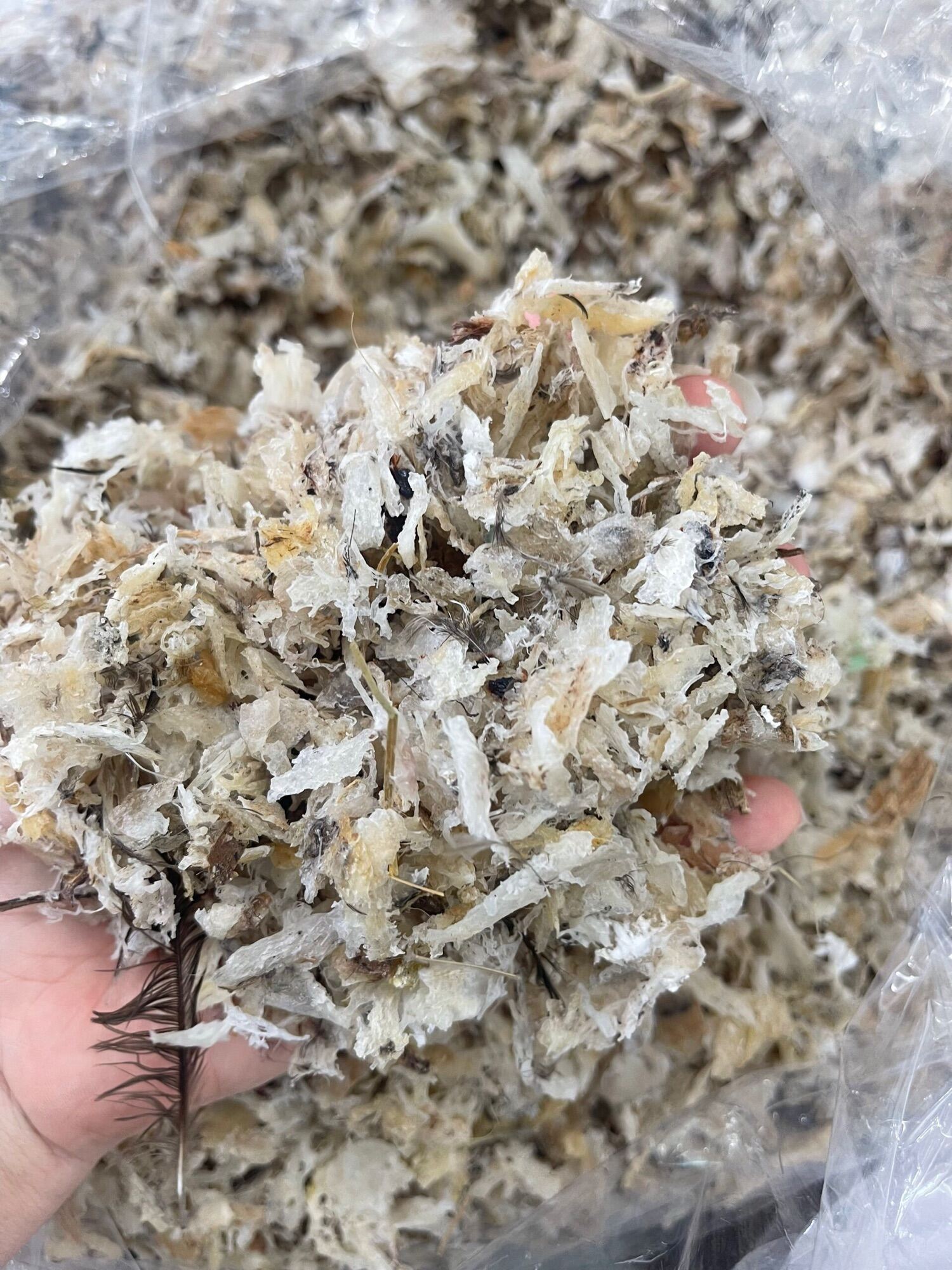 HỘP 50- 100gram VỤN TỔ YẾN THÔ BỄ VỤN YẾN NGUYÊN CHẤT VẪN CÒN LÔNG VÀ TẠP CHẤT shop tặng nhíp(20gram) và đồ chưng