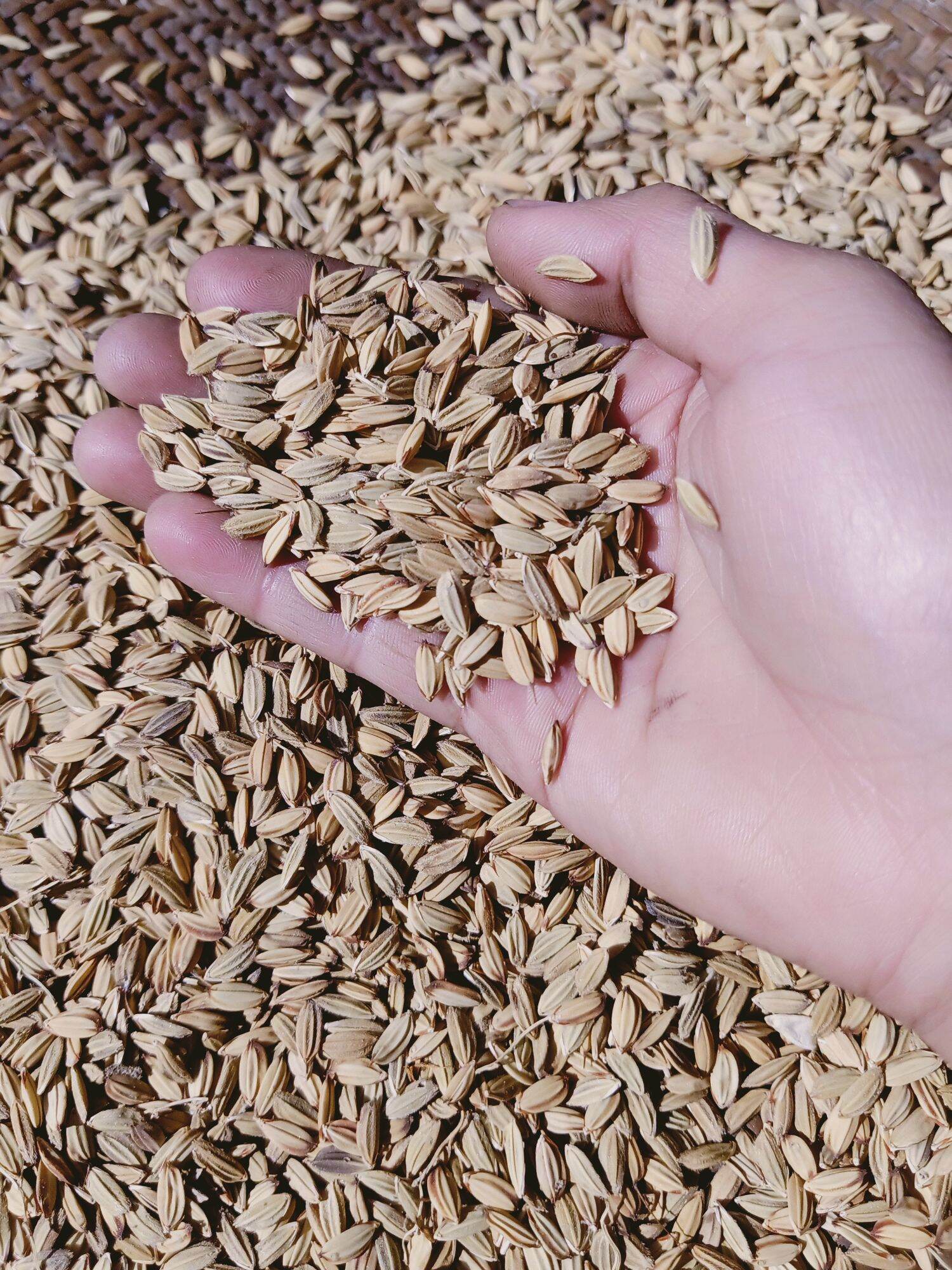 Hạt giống lúa nếp cẩm chuẩn nếp người Mông túi 500g