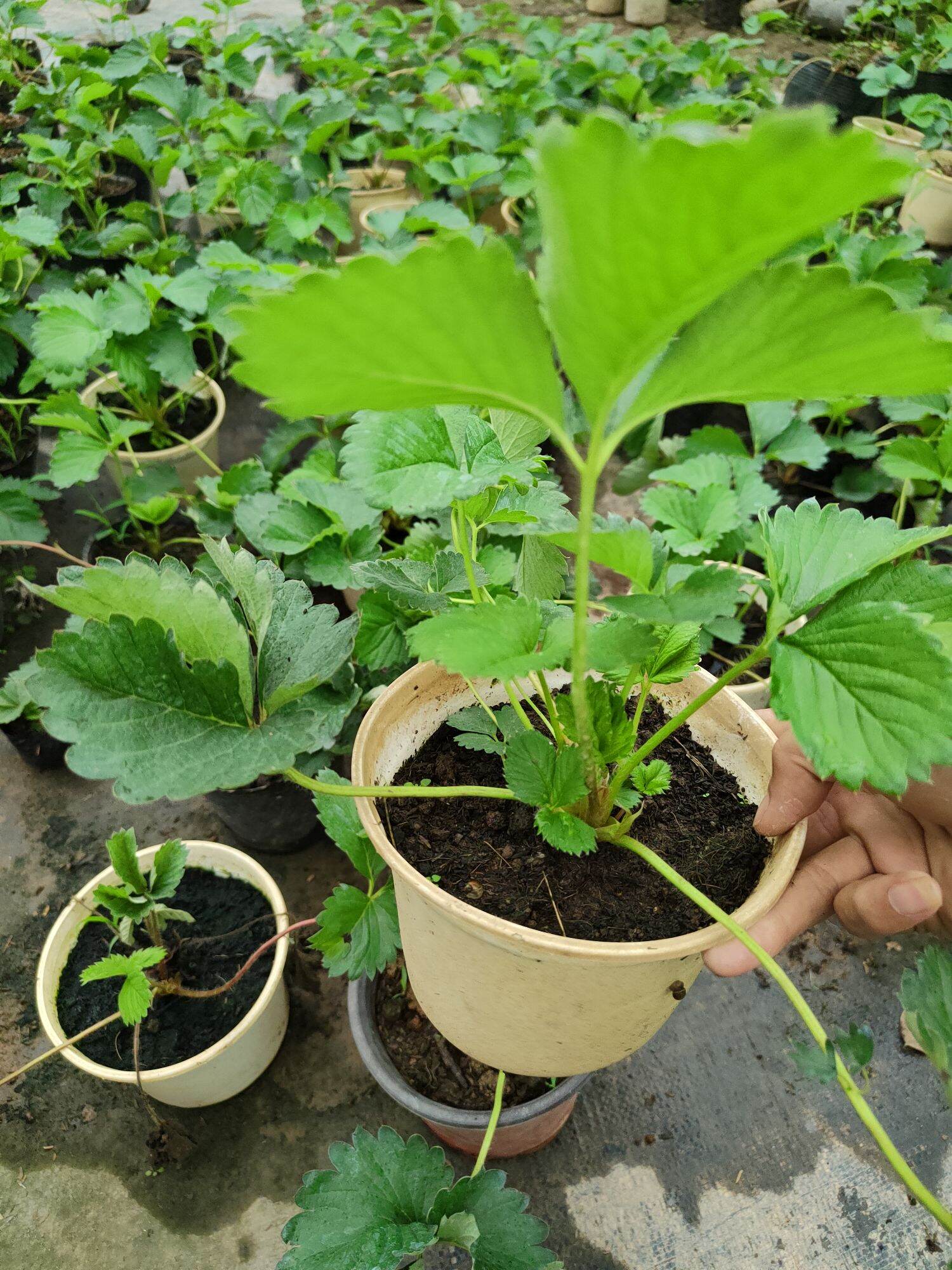 F1 Dâu tây bầu ổn định đang hoa quả non