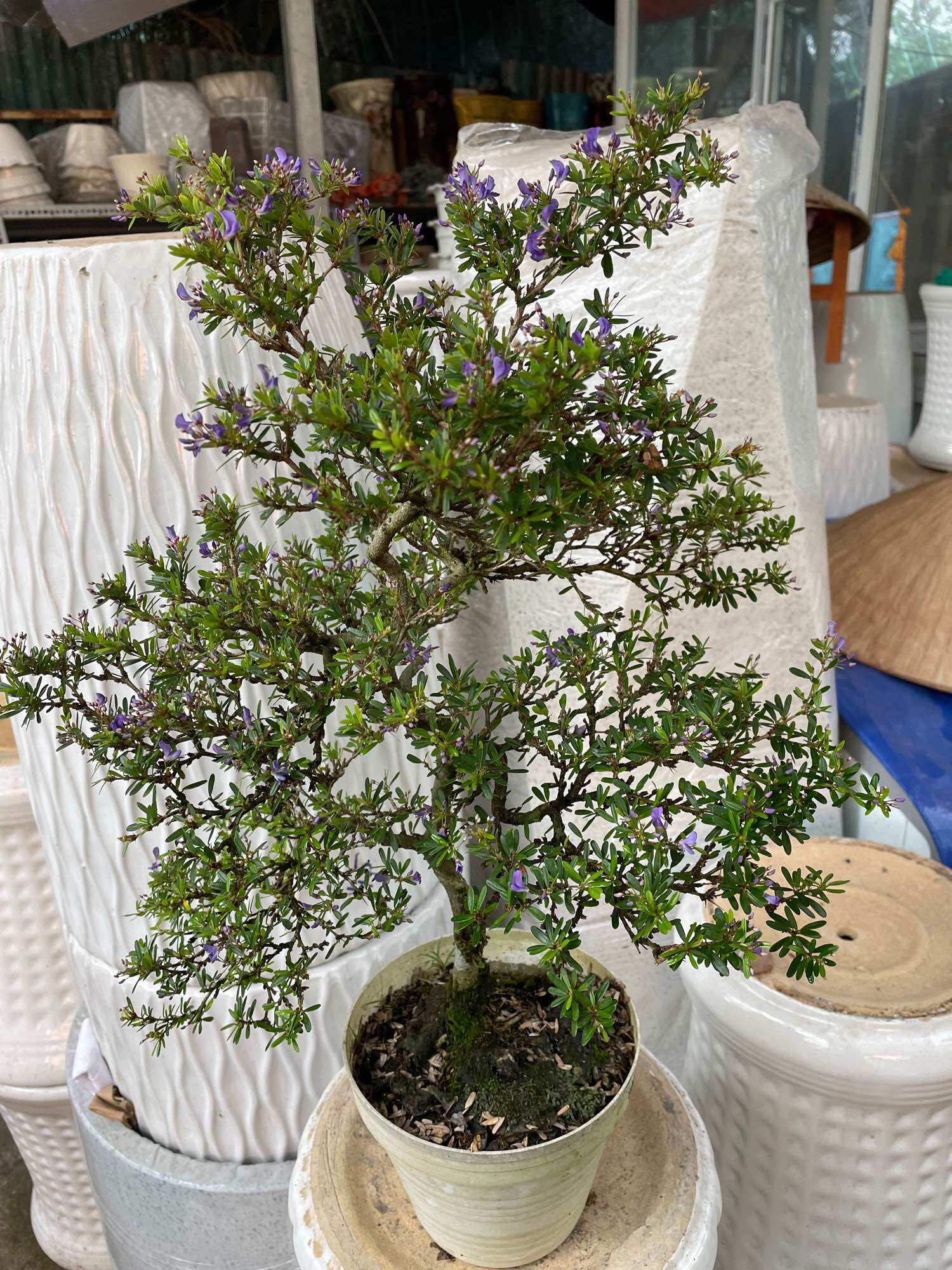 Cây Linh Sam bonsai có hoa tím