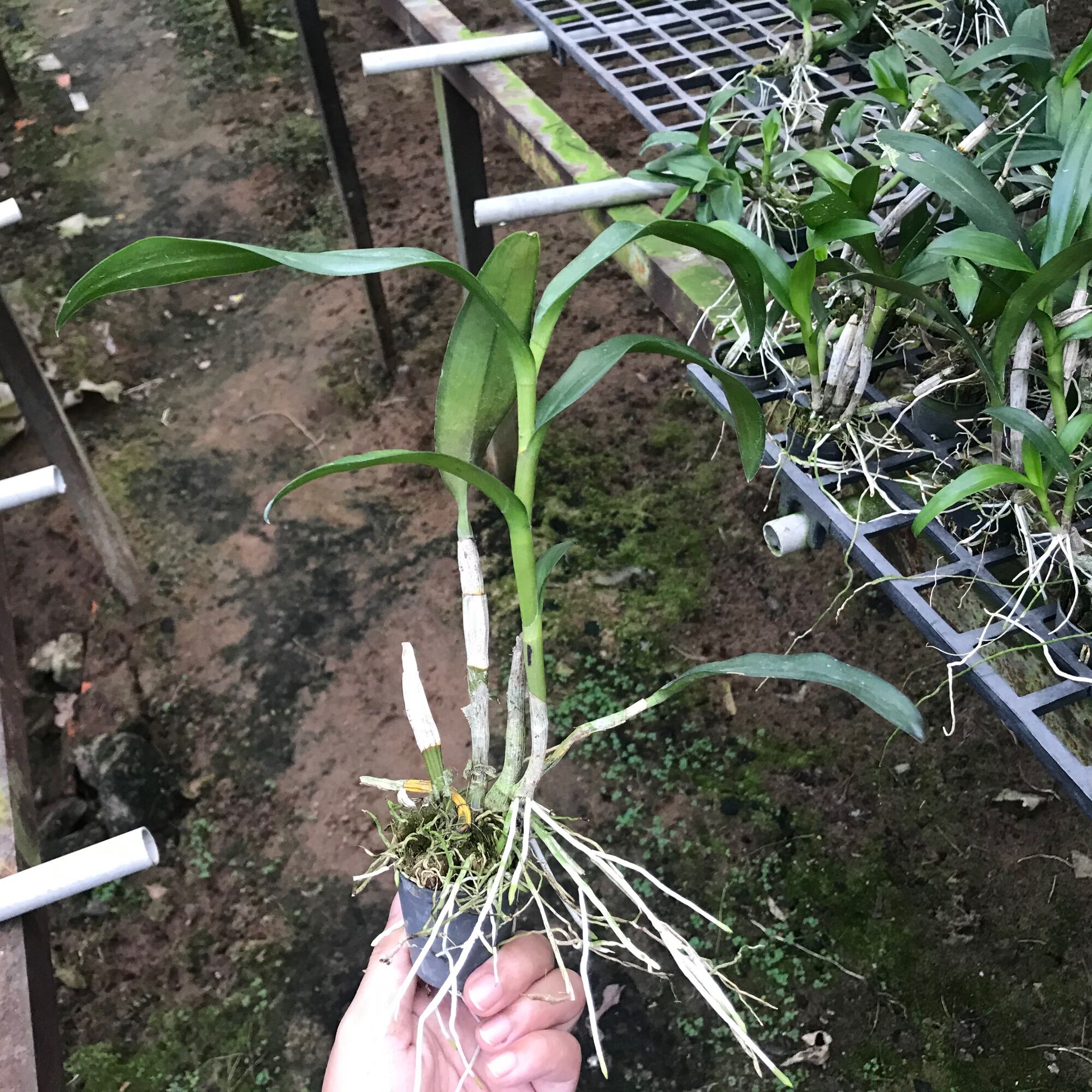 Cây Con Dendro Chớp Kim Cương