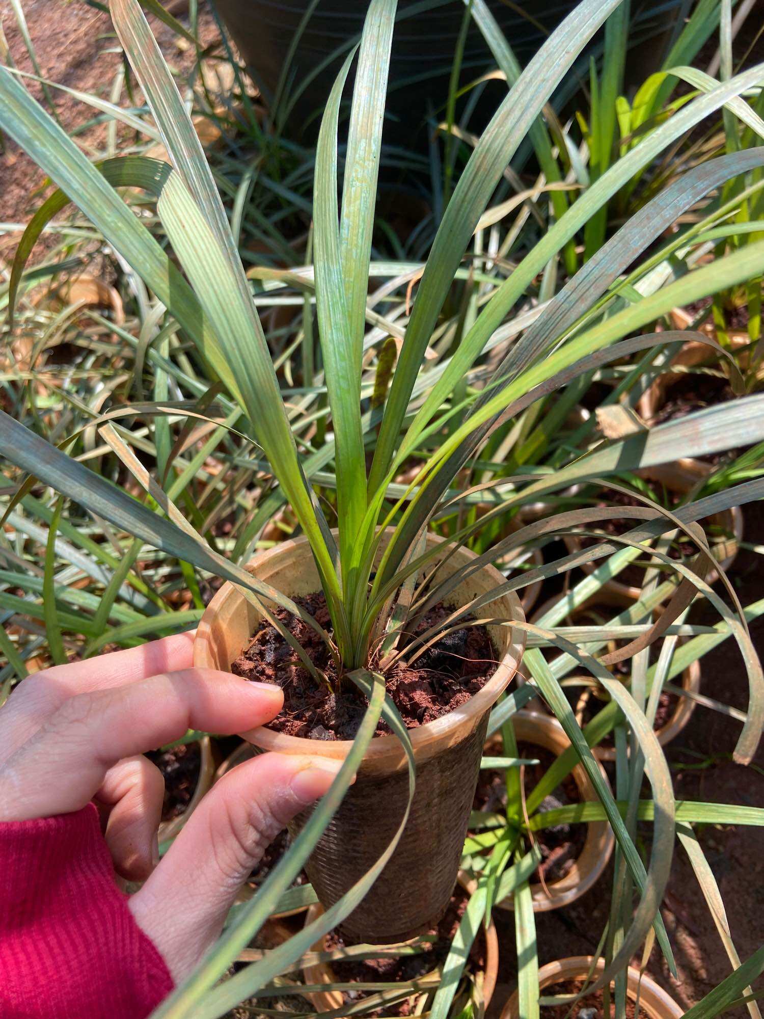 Cây mạch môn giống