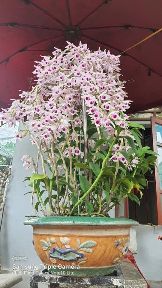 Hoa lan tuyết Hồng giả hạc
